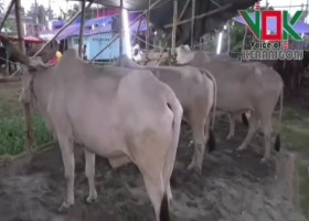 আমাদেরজাগরণ